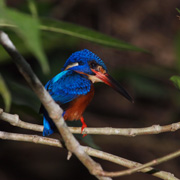 3D2N Birding at Tabin Package 3D2N Birding at Tabin Package