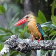 3D2N Birding at Tabin Package 3D2N Birding at Tabin Package