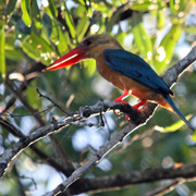 3D2N Birding at Tabin Package 3D2N Birding at Tabin Package