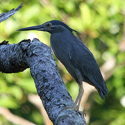 3D2N Birding at Tabin Package 3D2N Birding at Tabin Package
