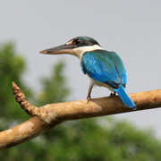 3D2N Birding at Tabin Package 3D2N Birding at Tabin Package