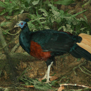 3D2N Birding at Tabin Package 3D2N Birding at Tabin Package