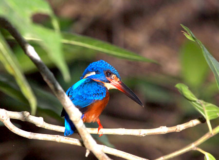 3D2N Birding at Tabin Package 3D2N Birding at Tabin Package