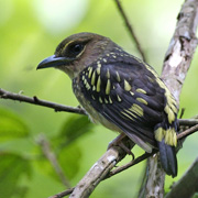 4D3N Birding at Tabin Package 4D3N Birding at Tabin Package