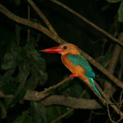 4D3N Birding at Tabin Package 4D3N Birding at Tabin Package