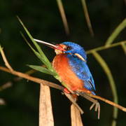 4D3N Birding at Tabin Package 4D3N Birding at Tabin Package