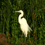 4D3N Birding at Tabin Package 4D3N Birding at Tabin Package