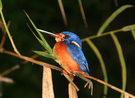 4D3N Birding at Tabin Package 4D3N Birding at Tabin Package