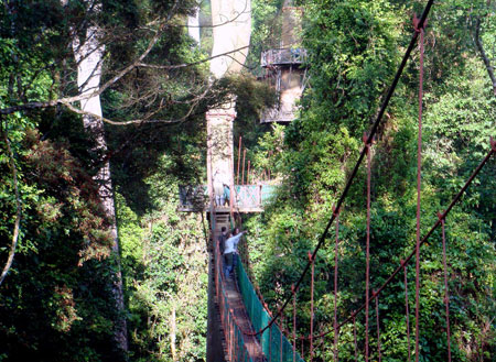 4D3N Danum Valley Rainforest Experience 4D3N Danum Valley Rainforest Experience