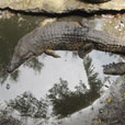 Miri Crocodile Farm + Mini Zoo Miri Crocodile Farm + Mini Zoo