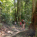 Lambir Hills National Park Lambir Hills National Park