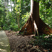 Niah National Park  - Niah Cave + Tusan Beach Tours Niah National Park  - Niah Cave + Tusan Beach Tours