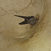 Niah National Park  - Niah Cave + Tusan Beach Tours Niah National Park  - Niah Cave + Tusan Beach Tours