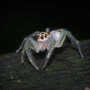 Niah National Park  - Niah Cave + Tusan Beach Tours Niah National Park  - Niah Cave + Tusan Beach Tours