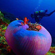 Miri Fun Dive (Miri-Sibuti Coral Reefs National Park) - For Cert Diver Miri Fun Dive (Miri-Sibuti Coral Reefs National Park) - For Cert Diver