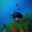 Miri Fun Dive (Miri-Sibuti Coral Reefs National Park) - For Cert Diver Miri Fun Dive (Miri-Sibuti Coral Reefs National Park) - For Cert Diver