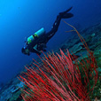 Miri Fun Dive (Miri-Sibuti Coral Reefs National Park) - For Cert Diver Miri Fun Dive (Miri-Sibuti Coral Reefs National Park) - For Cert Diver