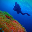 Miri Fun Dive (Miri-Sibuti Coral Reefs National Park) - For Cert Diver Miri Fun Dive (Miri-Sibuti Coral Reefs National Park) - For Cert Diver