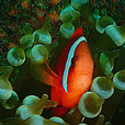 Miri Fun Dive (Miri-Sibuti Coral Reefs National Park) - For Cert Diver Miri Fun Dive (Miri-Sibuti Coral Reefs National Park) - For Cert Diver