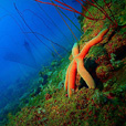 Miri Fun Dive (Miri-Sibuti Coral Reefs National Park) - For Cert Diver Miri Fun Dive (Miri-Sibuti Coral Reefs National Park) - For Cert Diver