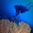 Miri Fun Dive (Miri-Sibuti Coral Reefs National Park) - For Cert Diver Miri Fun Dive (Miri-Sibuti Coral Reefs National Park) - For Cert Diver