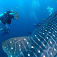 Miri Fun Dive (Miri-Sibuti Coral Reefs National Park) - For Cert Diver Miri Fun Dive (Miri-Sibuti Coral Reefs National Park) - For Cert Diver