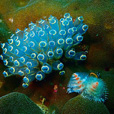 Miri Fun Dive (Miri-Sibuti Coral Reefs National Park) - For Cert Diver Miri Fun Dive (Miri-Sibuti Coral Reefs National Park) - For Cert Diver