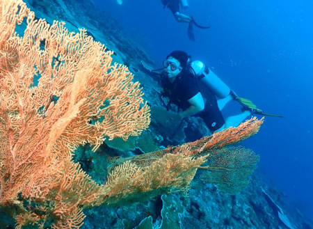 Miri Fun Dive (Miri-Sibuti Coral Reefs National Park) - For Cert Diver Miri Fun Dive (Miri-Sibuti Coral Reefs National Park) - For Cert Diver