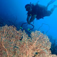 PADI Discover Scuba Dive (DSD) (FOR NON-CERT DIVER) PADI Discover Scuba Dive (DSD) (FOR NON-CERT DIVER)