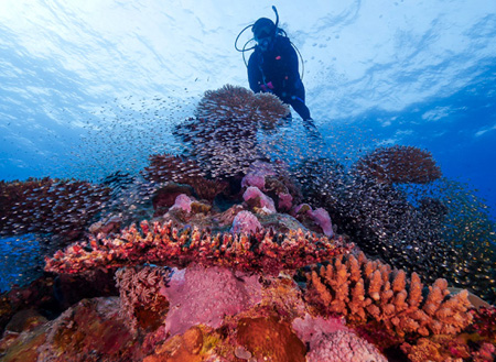 5D4N Luconia Shoals Diving (Liveaboard) 5D4N Luconia Shoals Diving (Liveaboard)