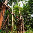 4D3N Miri City + Niah Cave + Borneo Tropical Rainforest 4D3N Miri City + Niah Cave + Borneo Tropical Rainforest