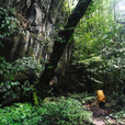 4D3N Mulu Caves + Pinnacles 4D3N Mulu Caves + Pinnacles