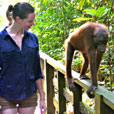 Sepilok Orang Utan Rehabilitation Centre Sepilok Orang Utan Rehabilitation Centre