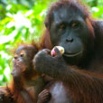 Sepilok Orang Utan Rehabilitation Centre Sepilok Orang Utan Rehabilitation Centre