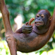 Sepilok Orang Utan Rehabilitation Centre Sepilok Orang Utan Rehabilitation Centre
