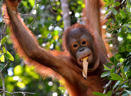 Sepilok Orang Utan Rehabilitation Centre Sepilok Orang Utan Rehabilitation Centre