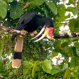 Kinabatangan River Kinabatangan River