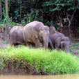 Kinabatangan River Kinabatangan River