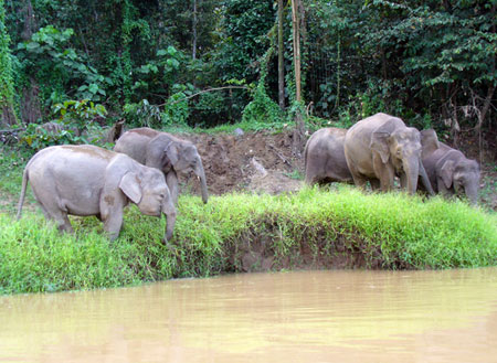 Kinabatangan River Kinabatangan River
