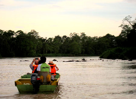 Fireflies and Mangroves Cruise Fireflies and Mangroves Cruise