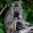 2 Days 1 Night Kinabatangan River 2 Days 1 Night Kinabatangan River
