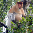 2 Days 1 Night Kinabatangan River 2 Days 1 Night Kinabatangan River