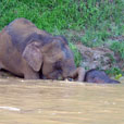 2 Days 1 Night Kinabatangan River 2 Days 1 Night Kinabatangan River