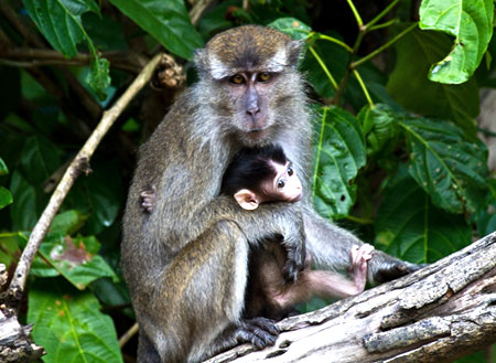2 Days 1 Night Kinabatangan River 2 Days 1 Night Kinabatangan River