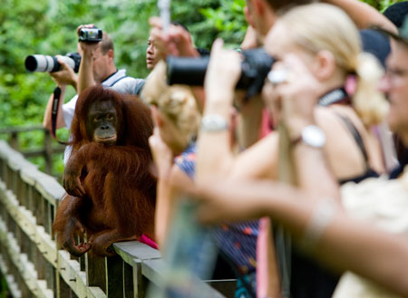 2D1N Sepilok Orang Utan + Kinabatangan River 2D1N Sepilok Orang Utan + Kinabatangan River