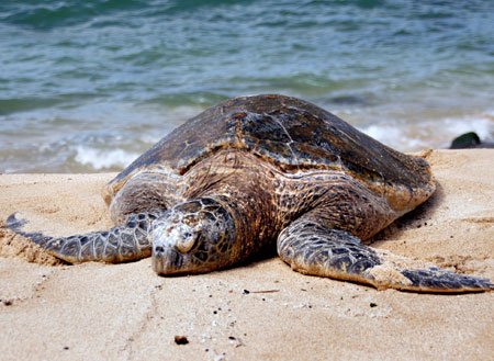 2D1N Selingan Island (Turtle Island) 2D1N Selingan Island (Turtle Island)