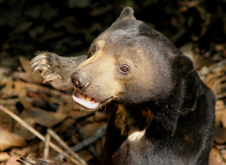 Bornean Sun Bear + Sepilok Orang Utan Bornean Sun Bear + Sepilok Orang Utan