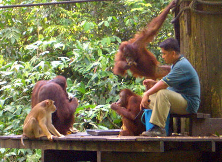 3D2N Selingan Turtle Island & Sepilok Orang Utan + Kinabatangan River 3D2N Selingan Turtle Island & Sepilok Orang Utan + Kinabatangan River