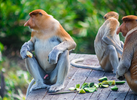 4D3N Selingan Turtle Island + Sepilok Orang Utan +  Kinabatangan River 4D3N Selingan Turtle Island + Sepilok Orang Utan +  Kinabatangan River