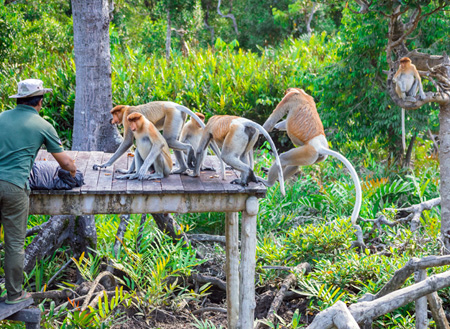 3D2N Sandakan Historical + Wildlife Tour 3D2N Sandakan Historical + Wildlife Tour